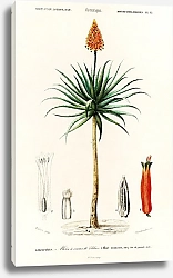 Постер Алоэ древовидное (aloe fruticosa)