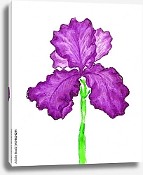 Постер Пурпурный ирис