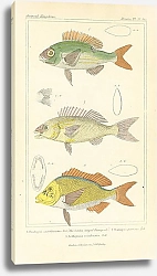 Постер Ophicephalus limbatus, Ophicephalus striatus, Ophicephalus grandinosus 2