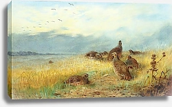 Постер The call of the grey partridge