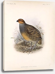 Постер Птицы J. G. Keulemans №82