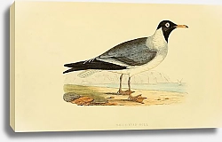 Постер White-Eyed Gull