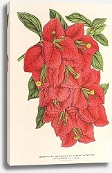 Постер Лемер Шарль Bougainvillea spectabilis