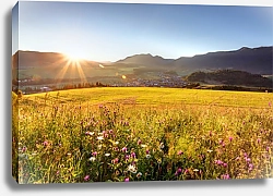Постер Восход в цветущем поле