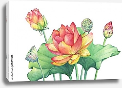 Постер Акварельные цветы, листья и плоды розового лотоса