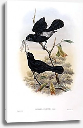 Постер Ugi-Island Flycatcher - Pomarea ugiensis