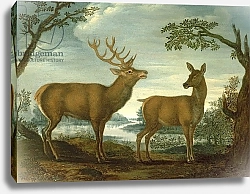 Постер Школа: Немецкая 18в. Stag and hind in a wooded landscape