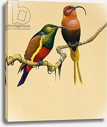 Постер Школа: Английская 20в. Sun Birds