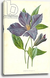 Постер Хулм Фредерик (бот) Purple Clematis