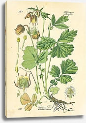 Постер Rosaceae, Potentilleae, Geum rivale