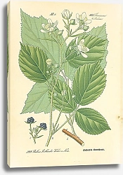 Постер Rosaceae, Rubeae, Rubus Bellardii Weihe u Nees