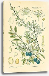Постер Rosaceae, Pruneae, Prunus spinosa