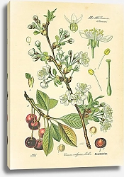 Постер Rosaceae, Pruneae, Cerasus vulgaris Miller