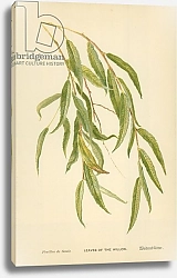 Постер Бут Вильям (последователи, ботаника) Leaves of the Willow