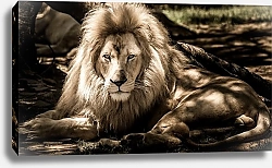 Постер Отдыхающий в тени лев
