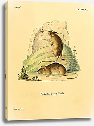Постер Мышь Sminthus loriger