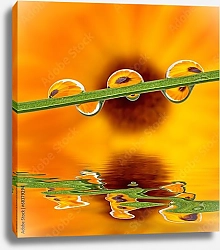 Постер Капли на стебле с отражениями в воде