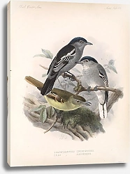Постер Птицы J. G. Keulemans №45