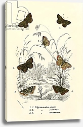 Постер Школа: Английская 19в. Butterflies 46