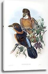 Постер Spoon-billed Kingfisher - Clytoceyx rex