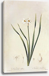 Постер Narcissus x medioluteus Mill