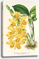 Постер Лемер Шарль Dendrobium chrysotoxum