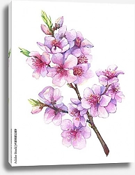 Постер Акварельная ветвь цветущей яблони