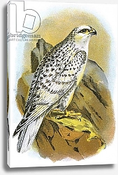 Постер Школа: Английская 20в. Greenland Falcon