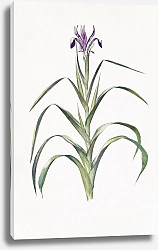 Постер Iris Warleyensis