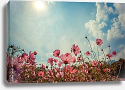 Постер Цветы Космея в солнечный день