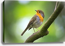 Постер Маленькая желторотая птичка на ветке