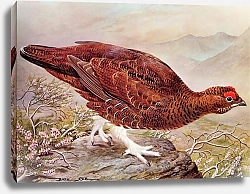 Постер British Birds - Red Grouse