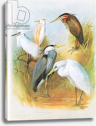 Постер Торнбурн Арчибальд (Бриджман) Little Egret, Buff Backed Heron, Common Heron, Purple Heron, Great White Heron, pub. by Book Club Associates, 1972