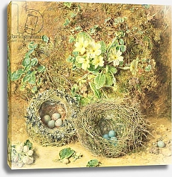Постер Хант Уильям Primroses and Birds' Nests