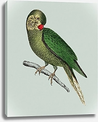 Постер Старинный раскрашенный вручную рисунок попугая