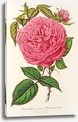 Постер Лемер Шарль Rose Madame Furtardo