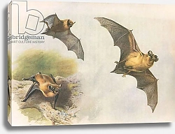 Постер Торнбурн Арчибальд (Бриджман) Pipistrelle or Common Bat, from Thorburn's Mammals published by Longmans and Co, c. 1920
