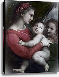 Постер Рафаэль (Raphael Santi) Madonna della Tenda, c.1512