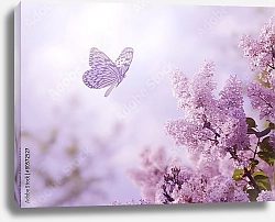 Постер Бабочка на цветах сирени