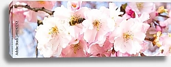 Постер Панорама цветущей вишни с пчелой