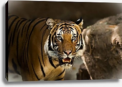 Постер Сибирский тигр