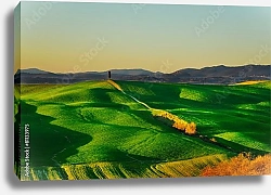 Постер Тоскана. Кипарис и холмы