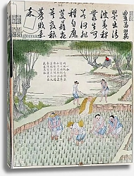 Постер Школа: Китайская 19в. Weeding, The Rice Culture in China