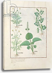 Постер Тестард Робинет (бот) Ms Fr. Fv VI #1 fol.146v Chamomile and Cucumber c.1470