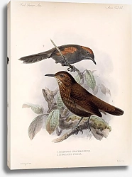 Постер Птицы J. G. Keulemans №46