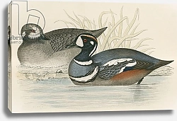 Постер Моррис (акв, птицы) Harlequin Duck