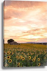Постер Франция, Прованс, плато Валенсоль, поле подсолнухов