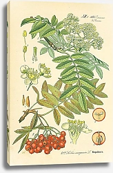 Постер Rosaceae, Pomeae, Sorbus aucuparia
