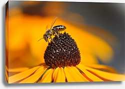 Постер Золотисто-желтый цветок рудбекии с трудолюбивой пчелой