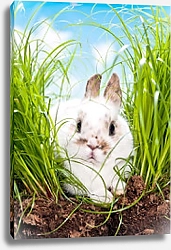 Постер Кролик в зеленой траве 2